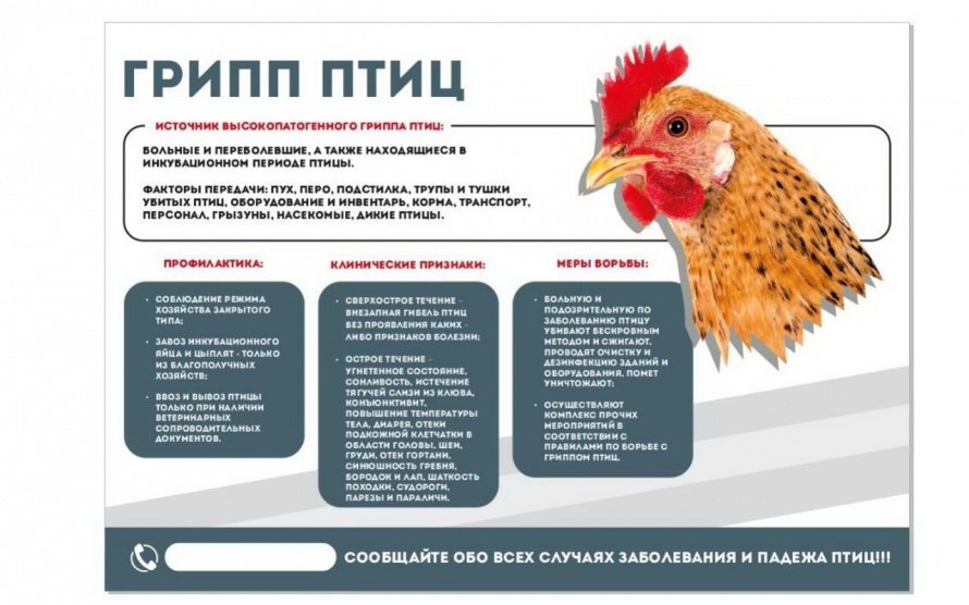 Грипп Птиц